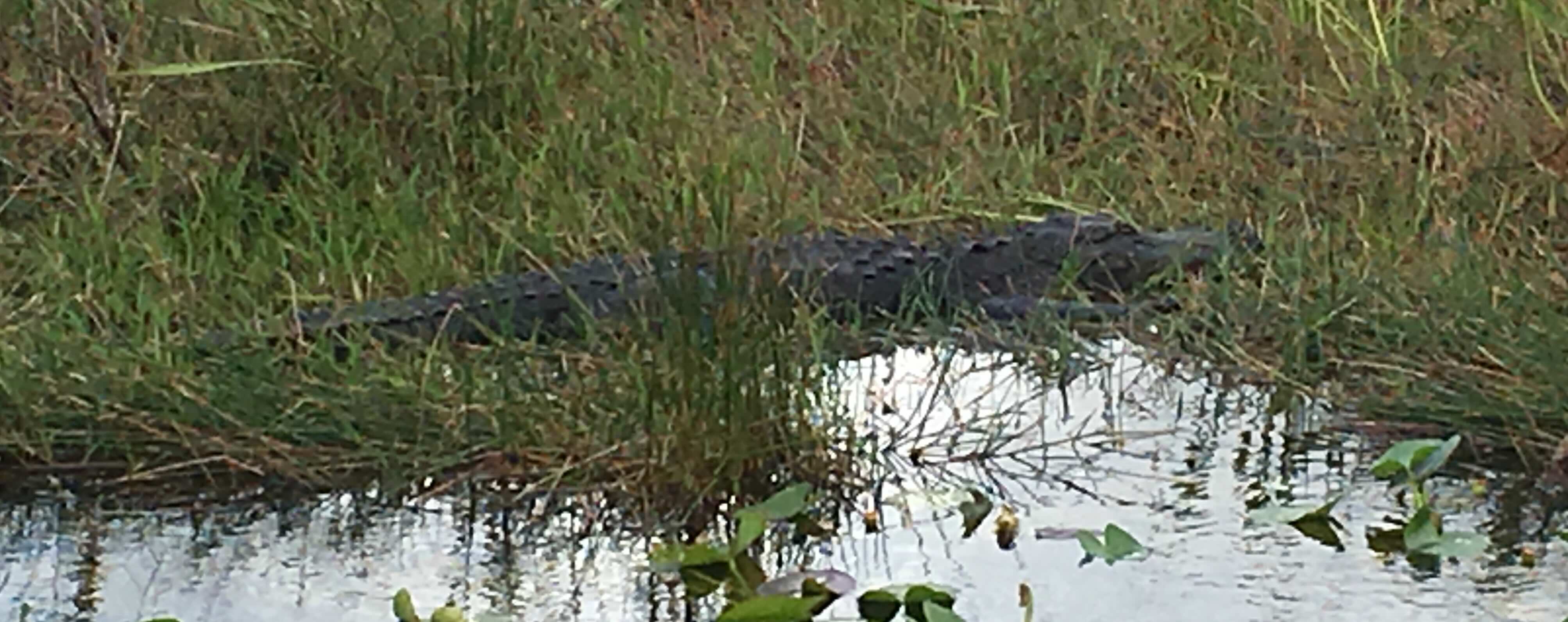Alligator.jpg