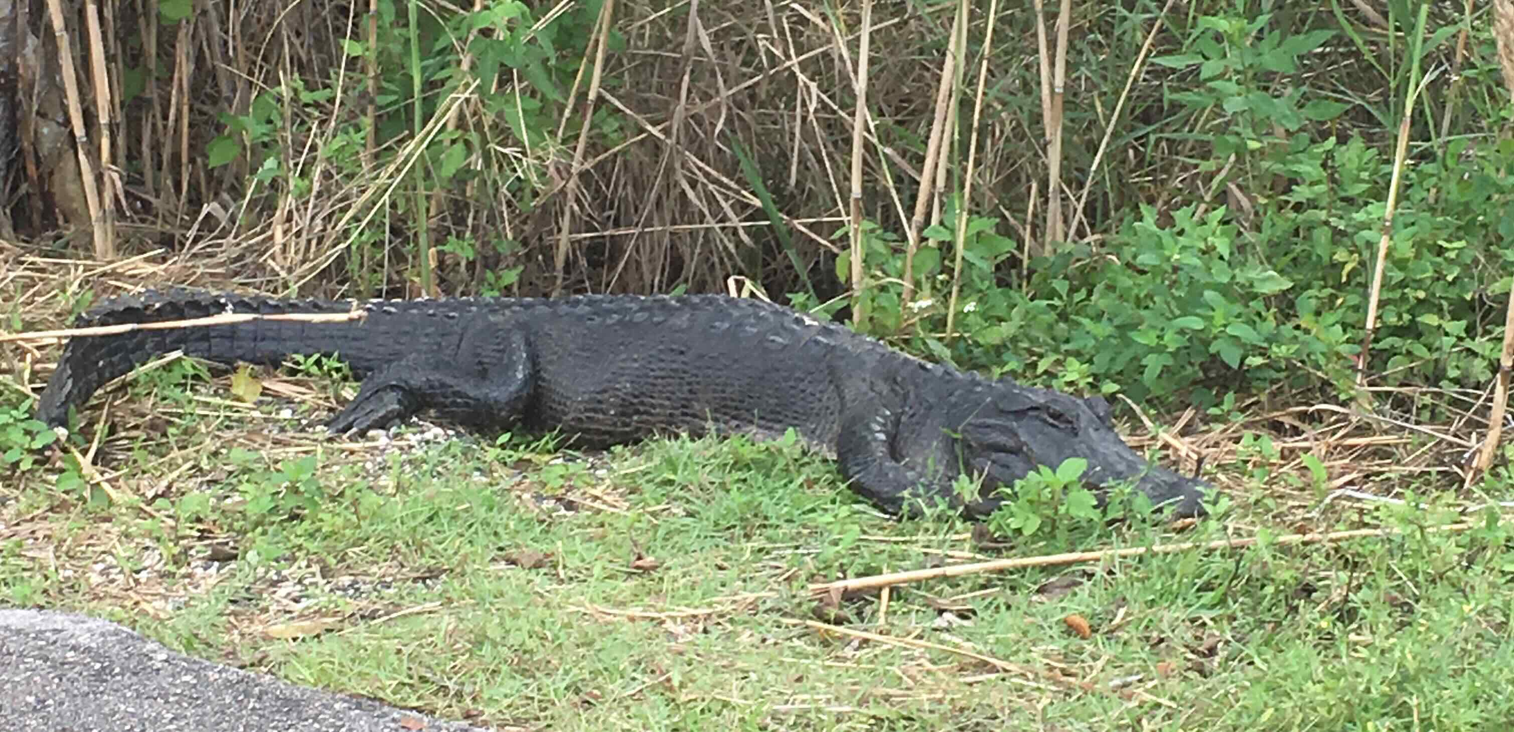 AlligatorRoad.jpg