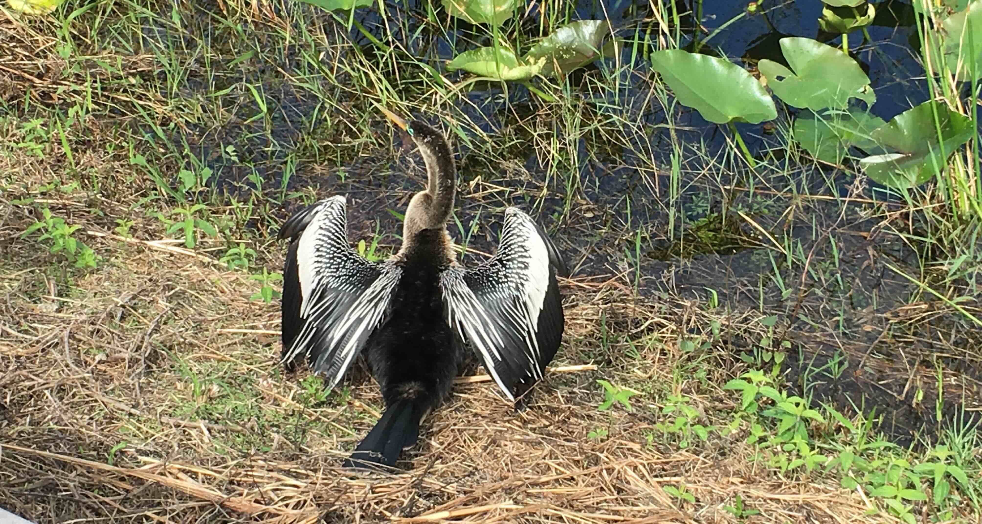 Anhinga.jpg