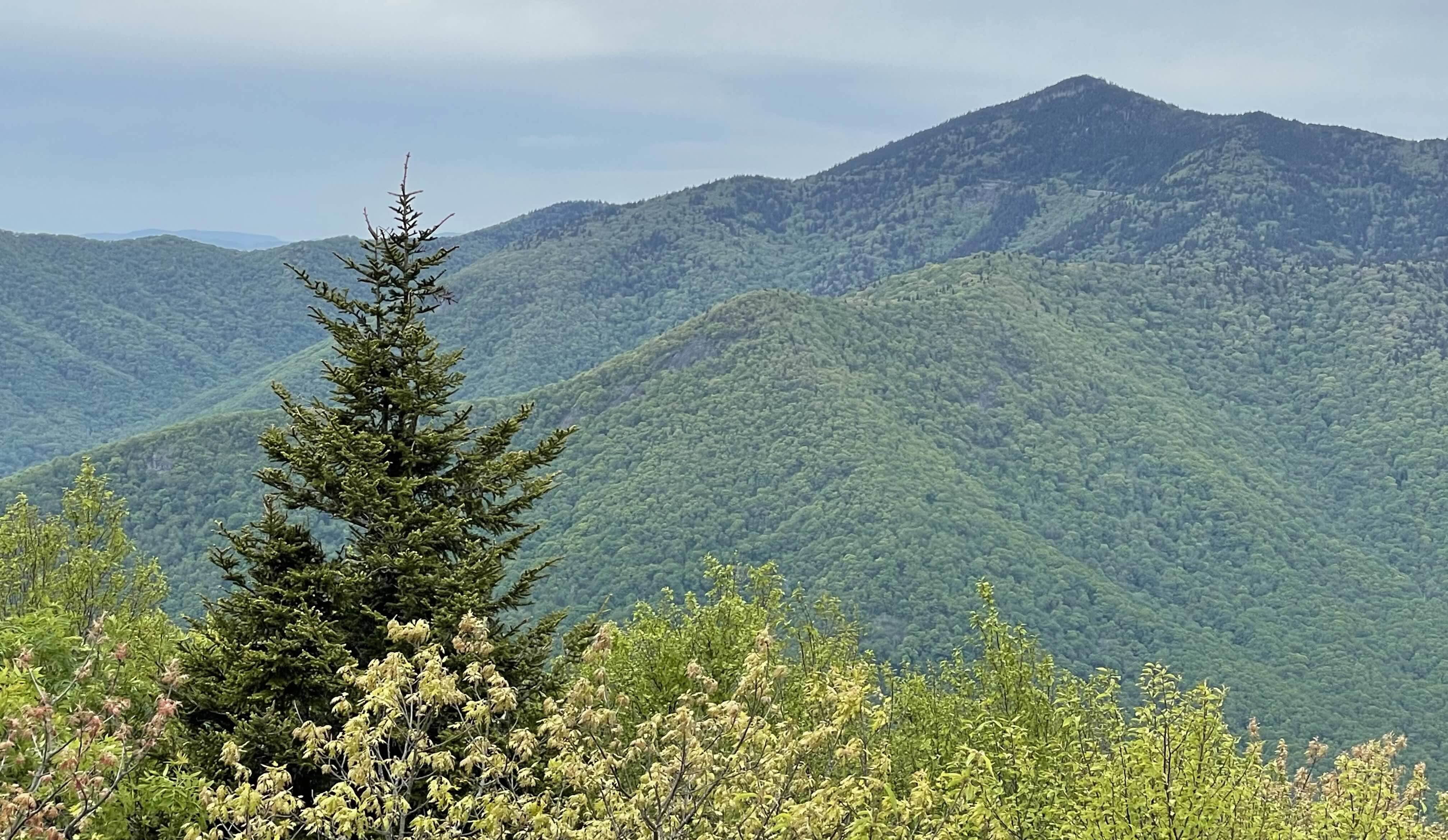 BlackstockKnob.jpg