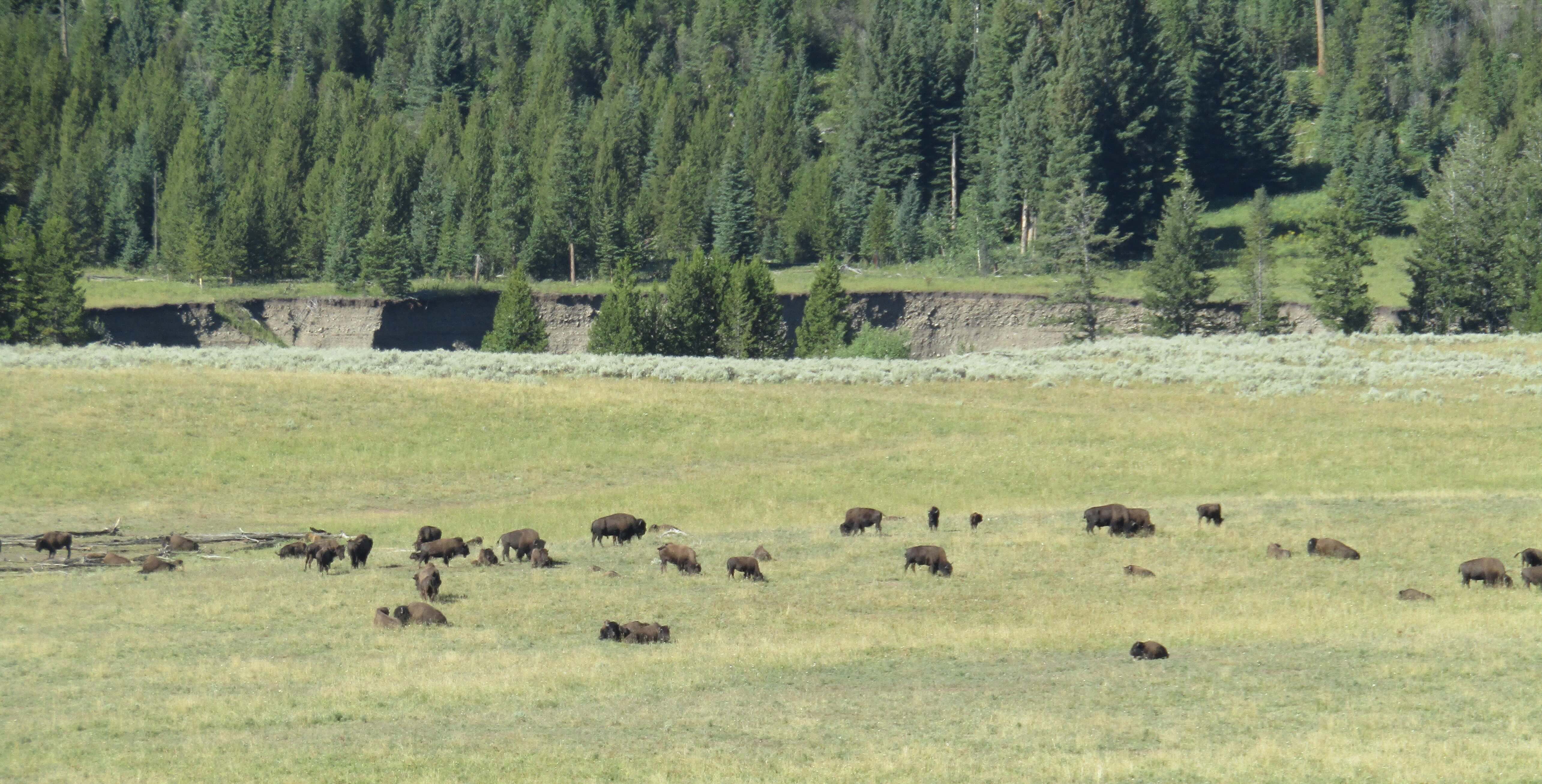 LamarValleyBison.jpg