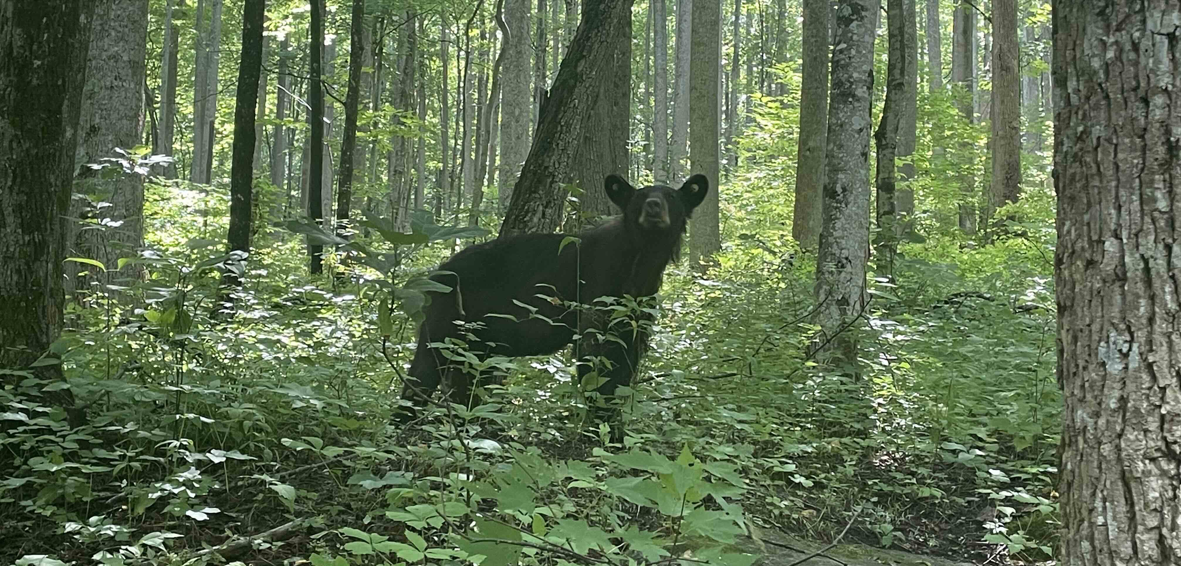 BlackBear.jpg