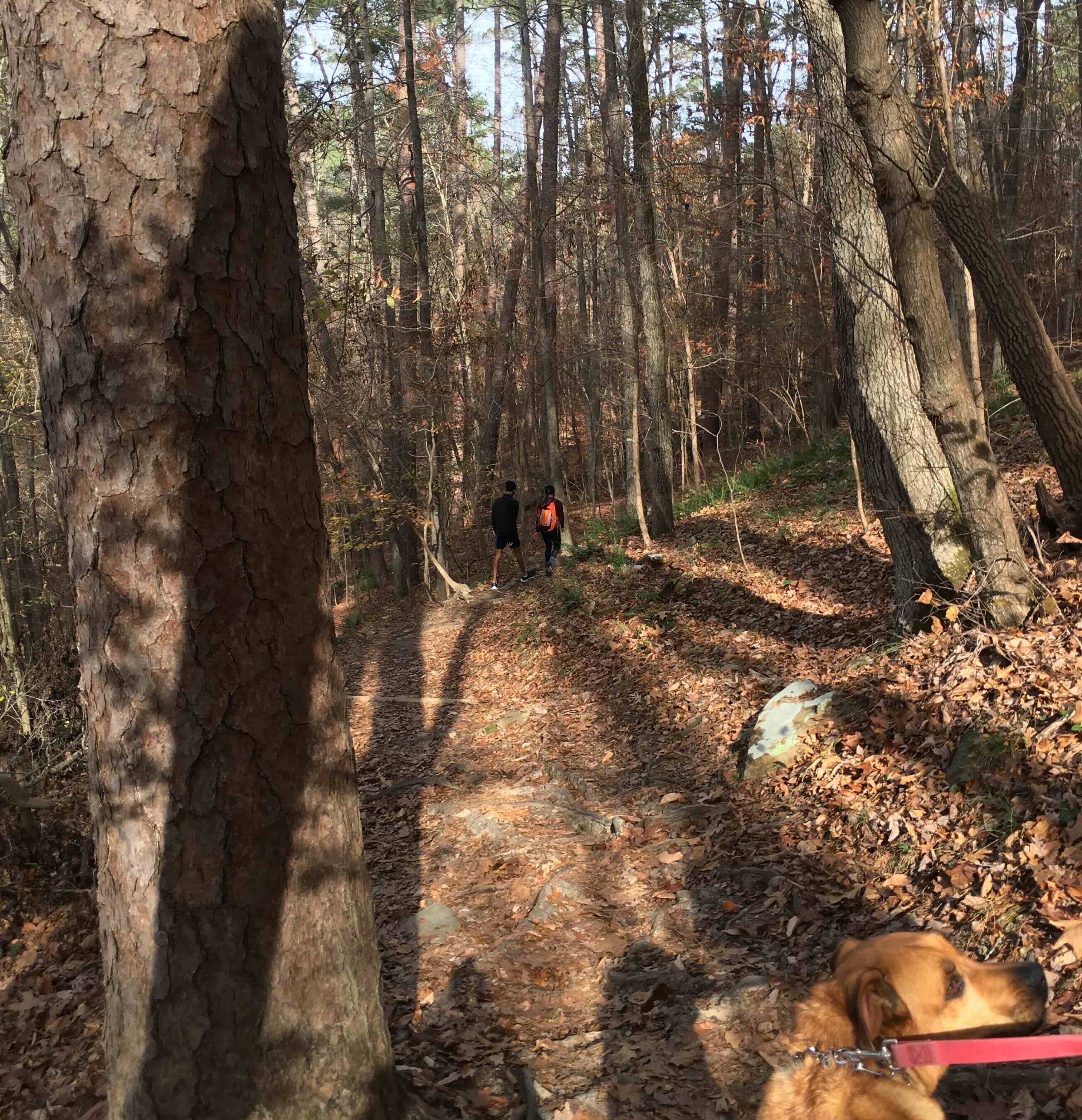 SycamoreTrail.jpg