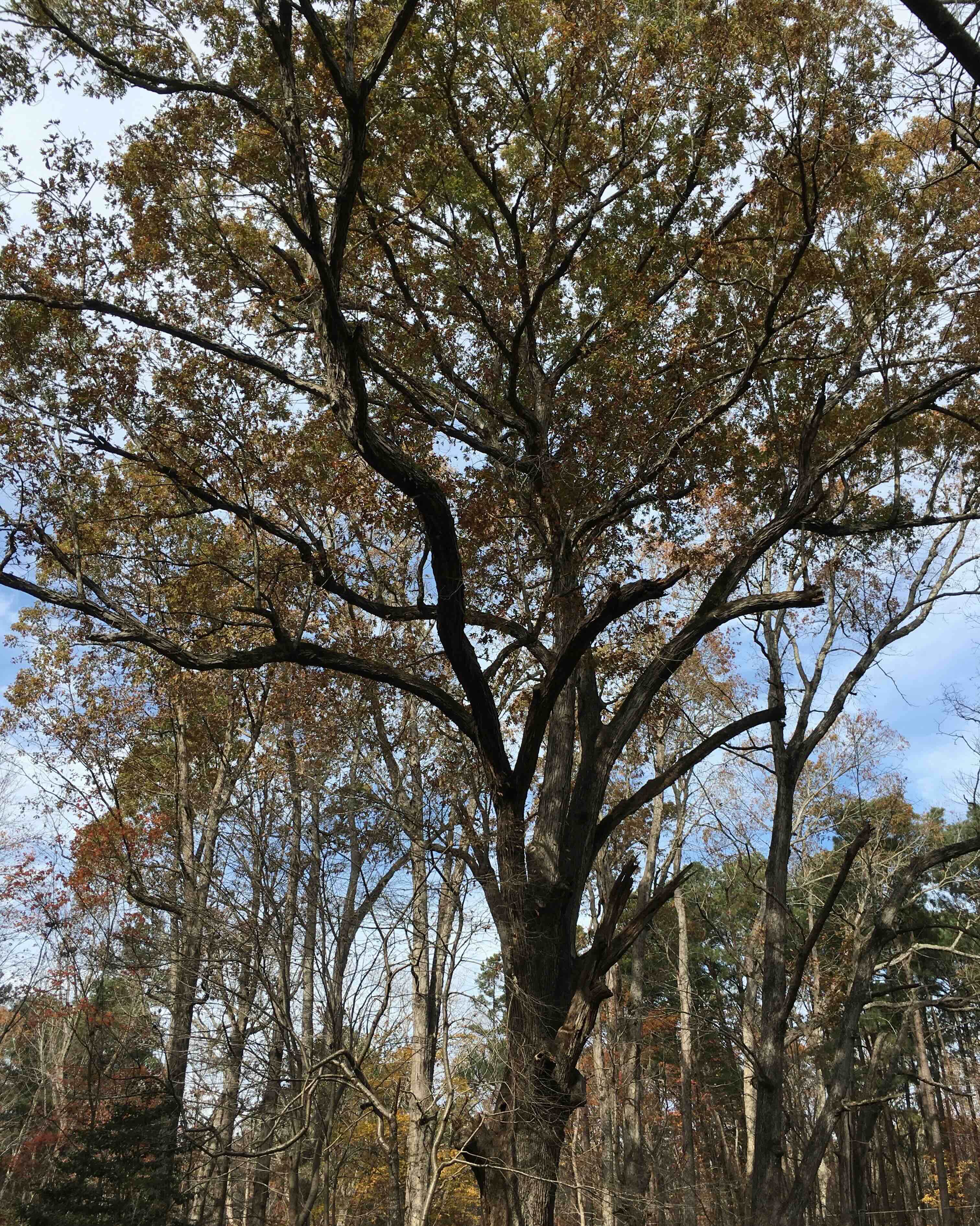 SycamoreTrailTree.jpg